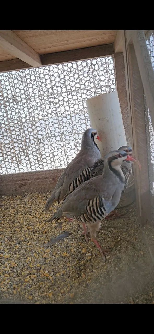Chukar