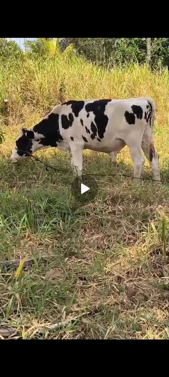 2 Bezerro e 1 vaca  buchuda  - Foto 2