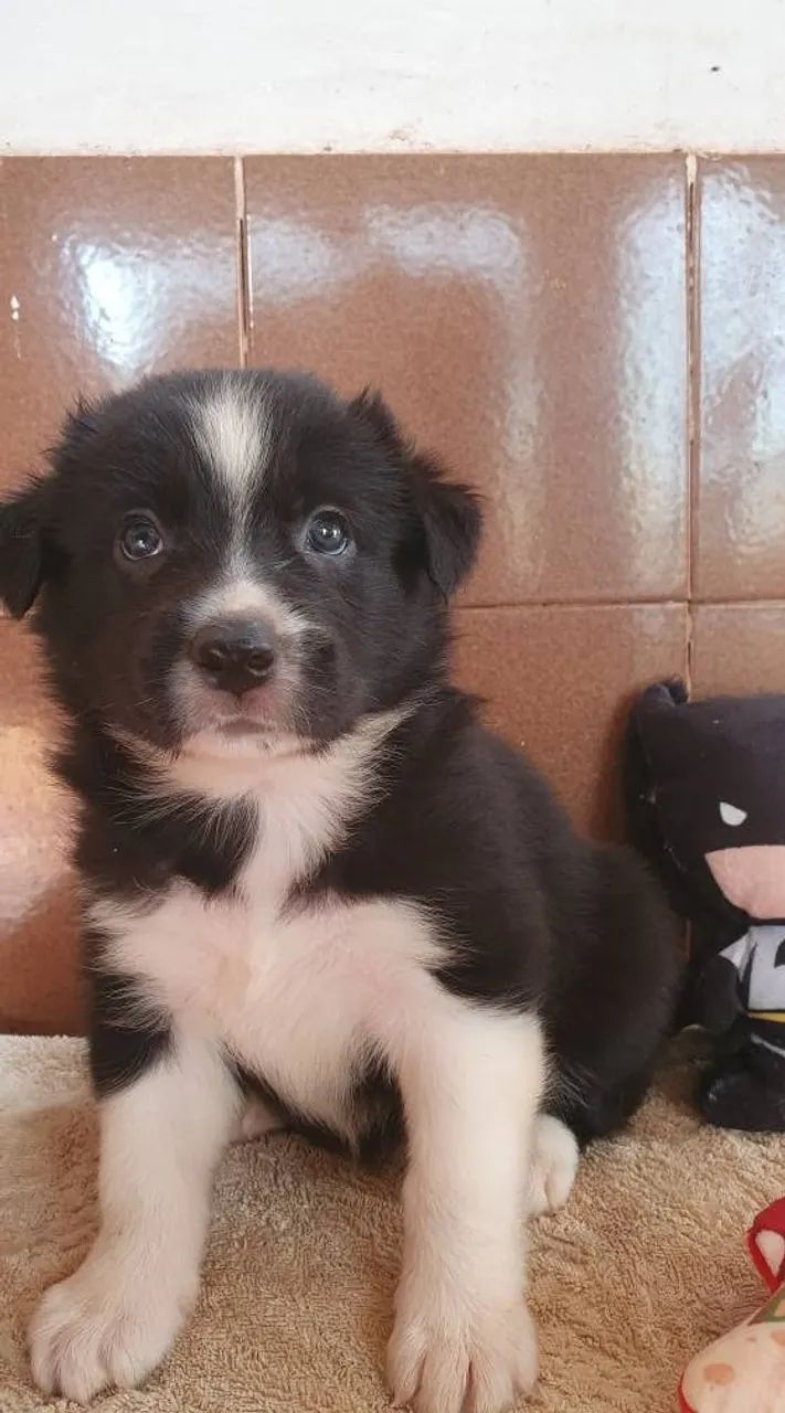 border collie - Foto 4