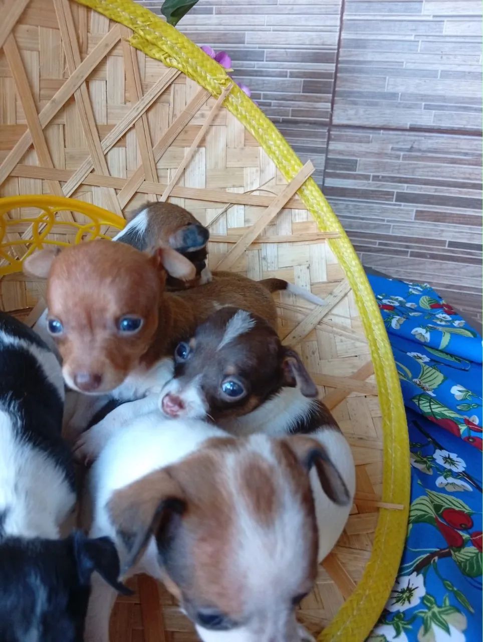 Pinscher 0 machos e fêmeas - Foto 3
