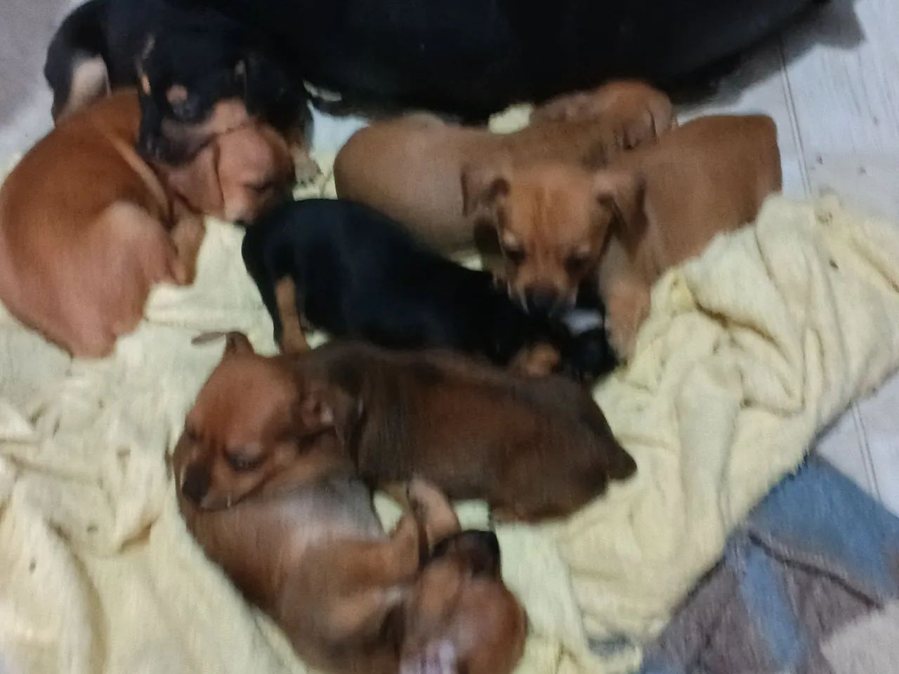 Pets  - Foto 3