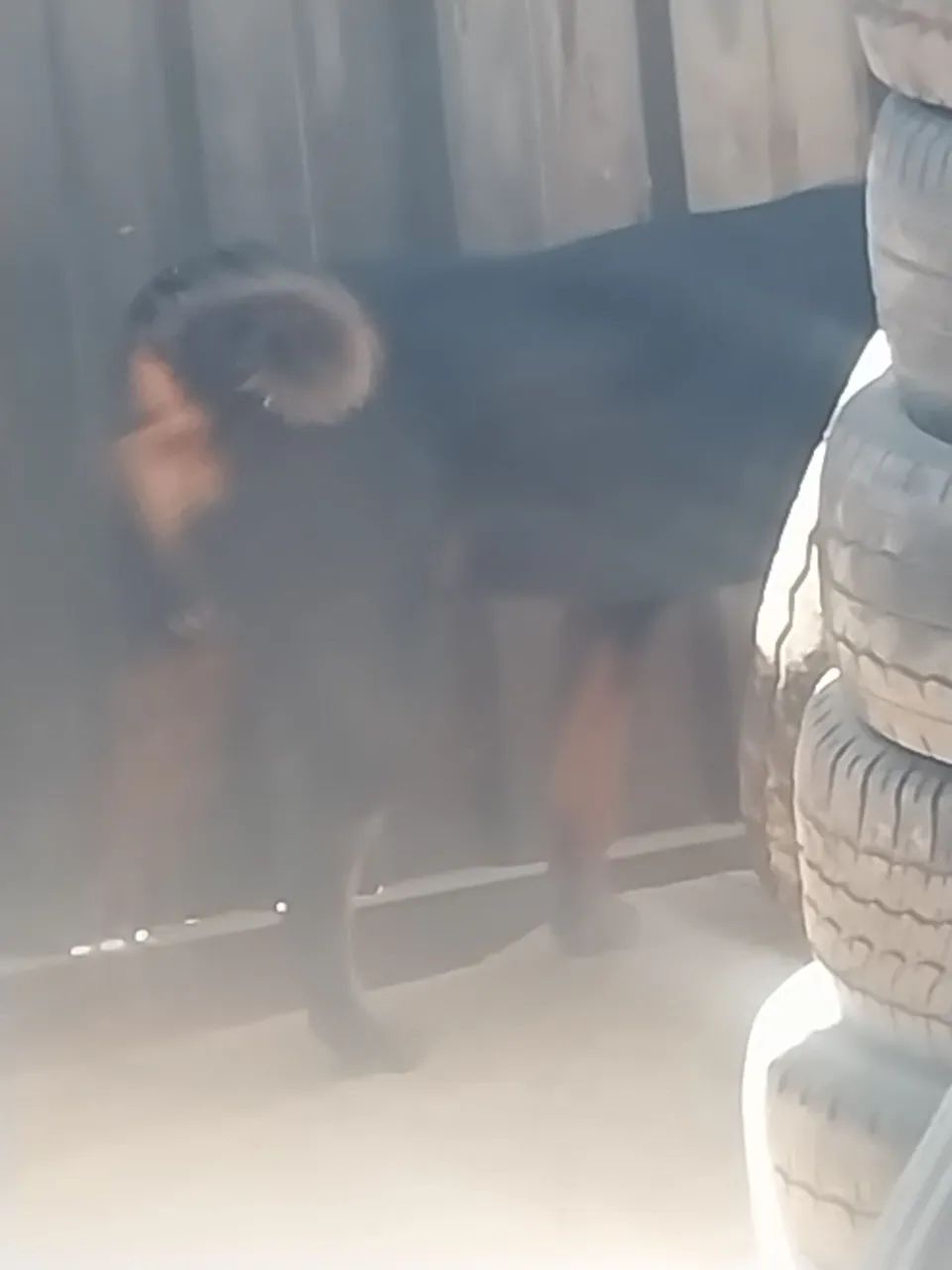 Rottweiler 9meses - Foto 4
