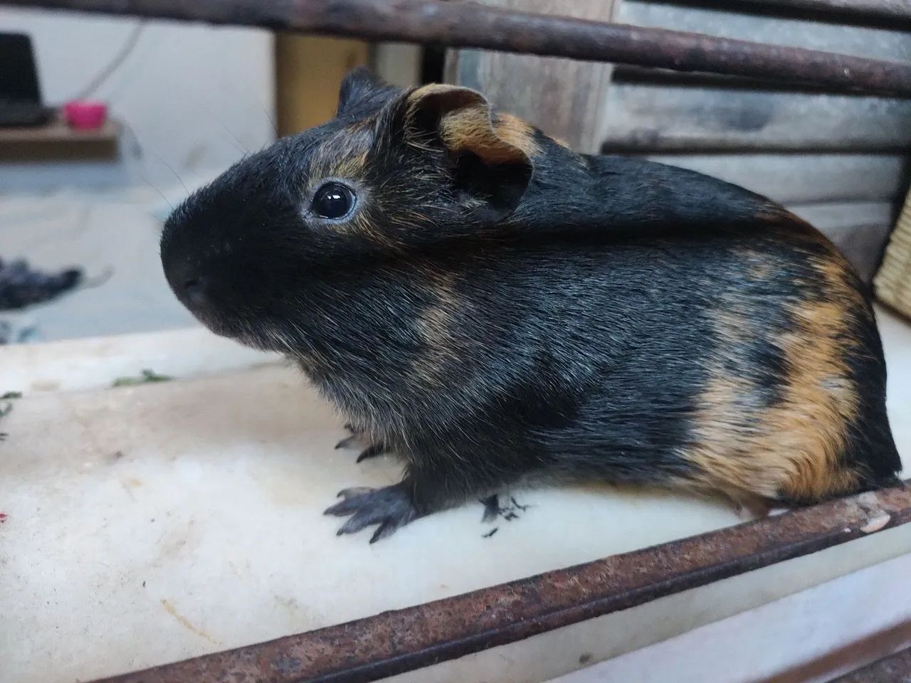 Porquinho da índia Macho  - Foto 4