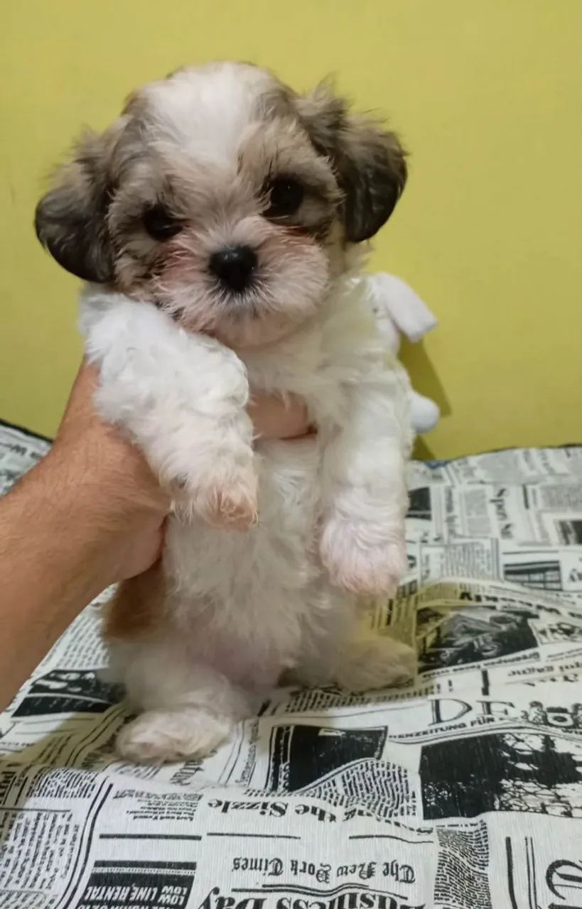 Shih tzu - Foto 2