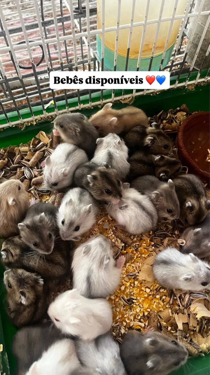 Hamsters  - Foto 2