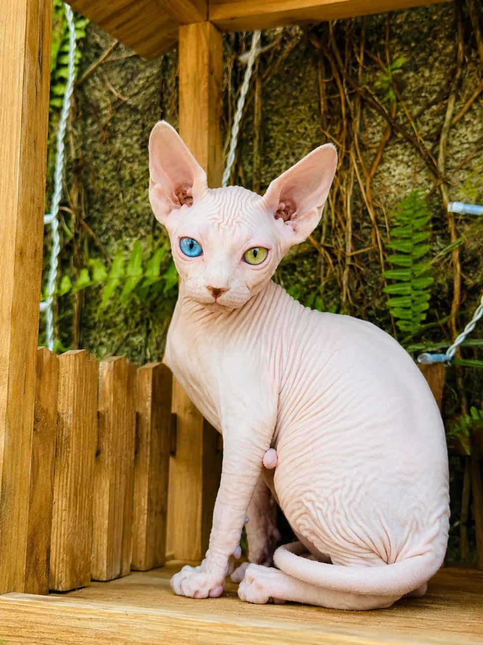 Filhote de Sphynx  - Foto 3