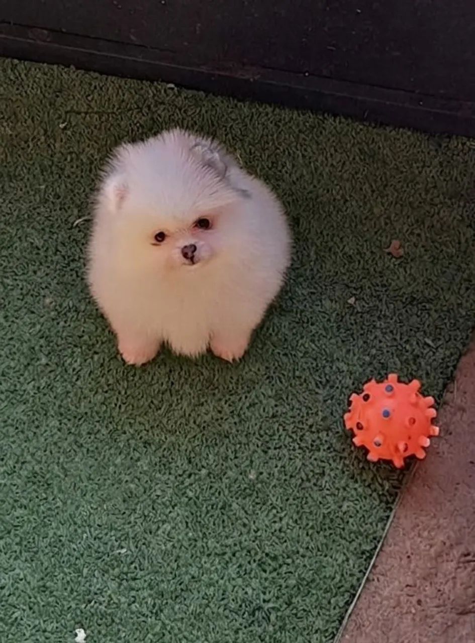 Spitz alemão  - Foto 2