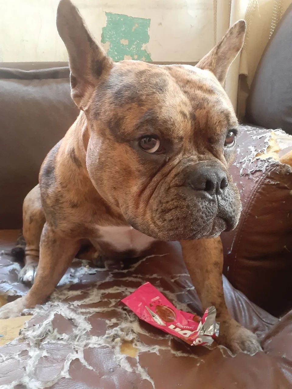 American Bully - Foto 2
