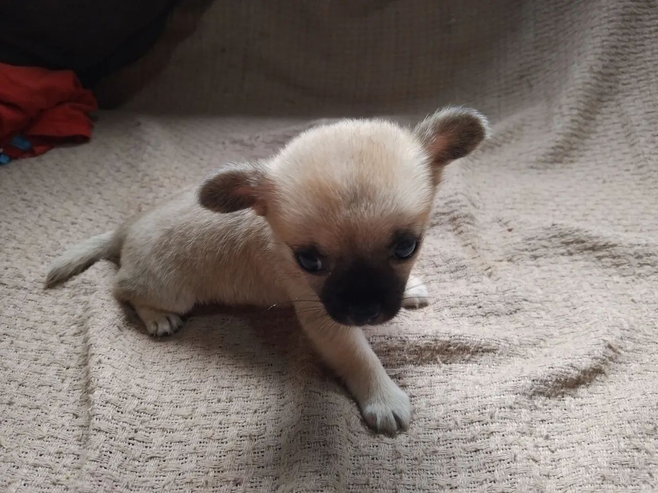 Chihuahua pelo curto  - Foto 5