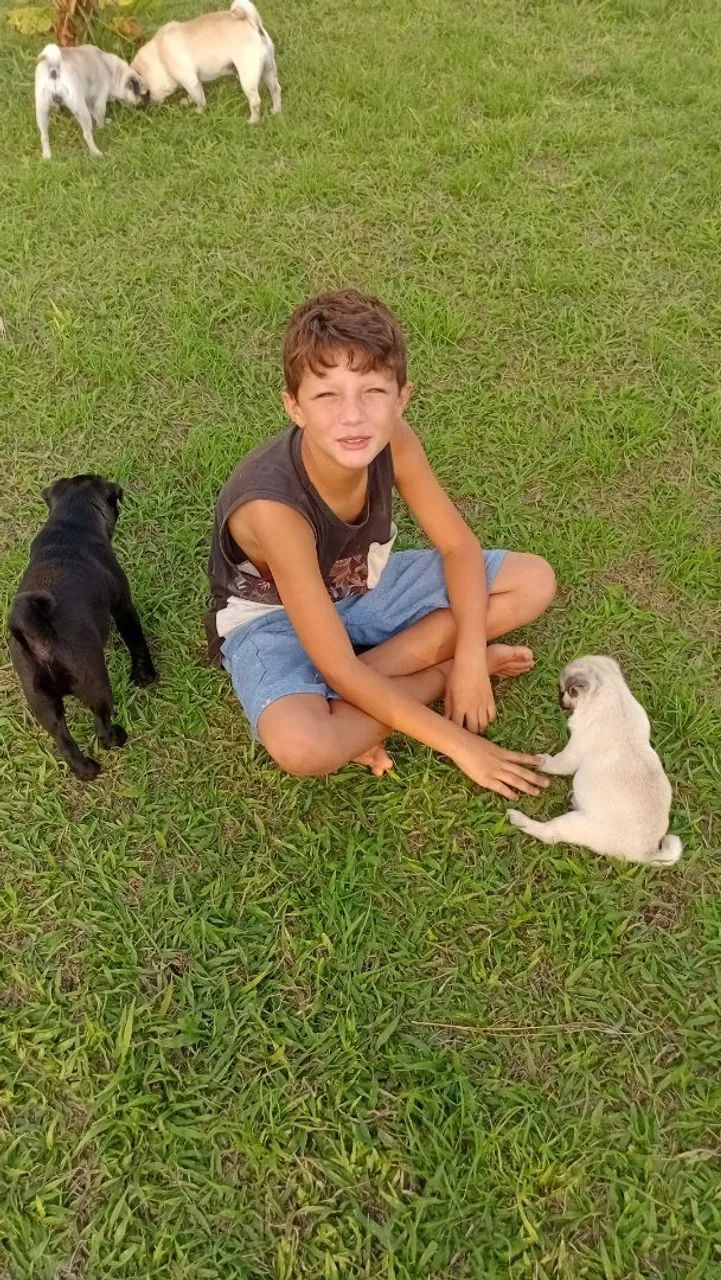 Vendo 5 fêmeas adulta de cães da raça pug...e 2 machos adultos..para cruzar  - Foto 5