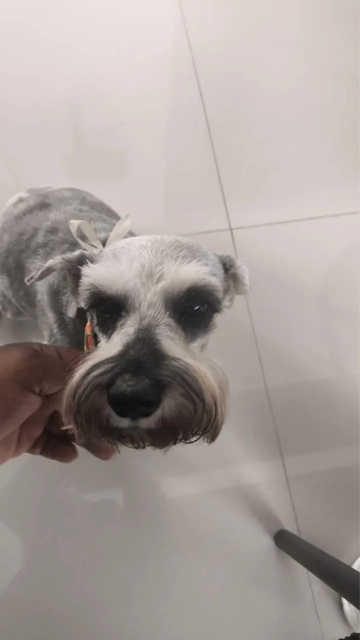 Schnauzer cachorro  - Foto 3