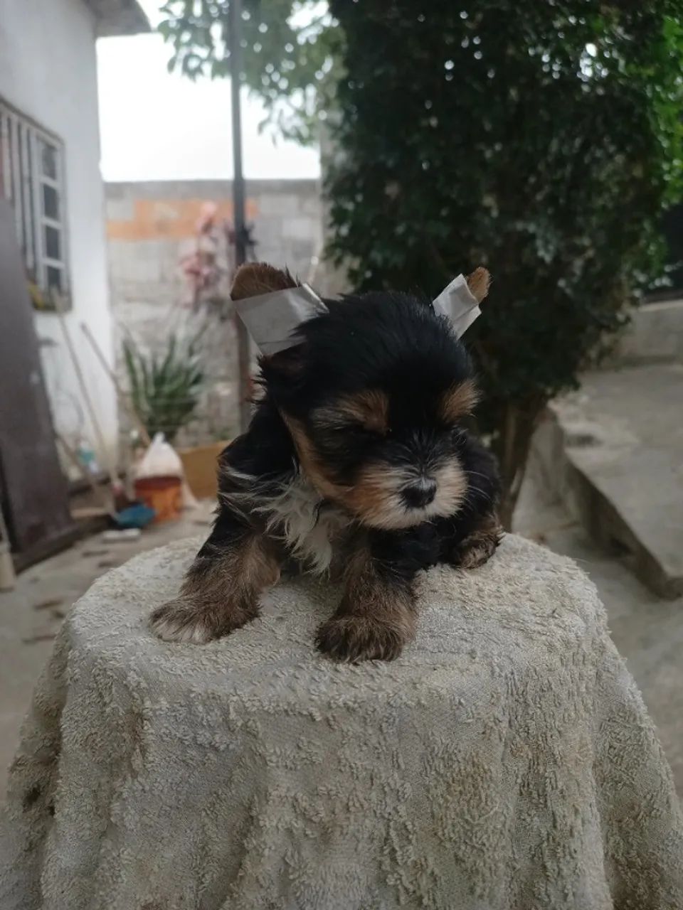 Mini yorkshire macho  - Foto 2