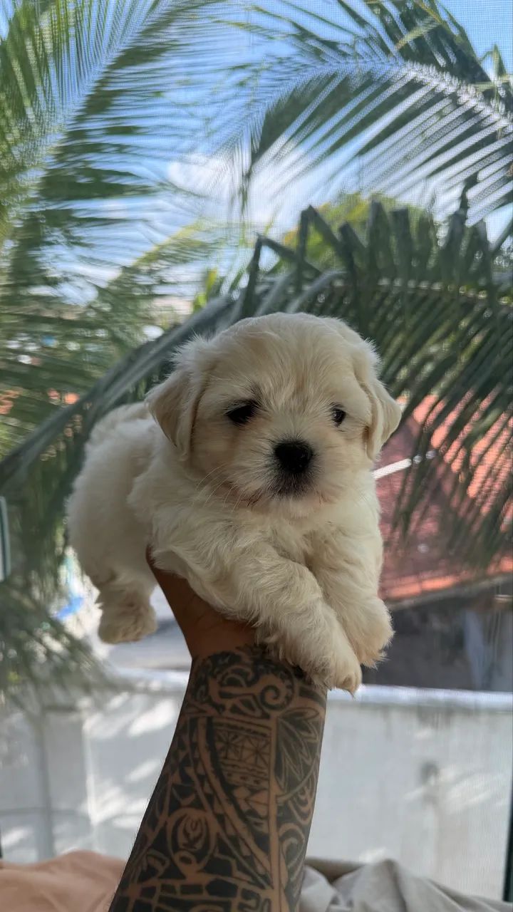 Cachorro shiatsu ou maltês - Foto 3