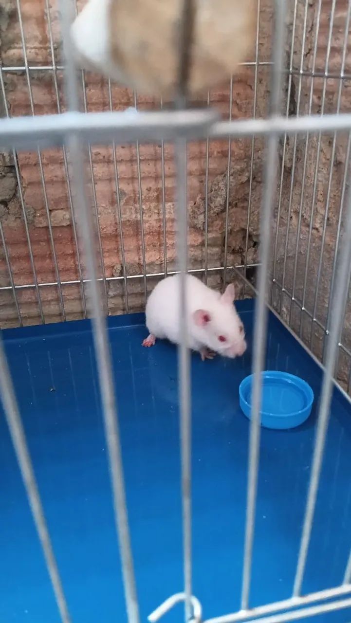 Gaiola animais - Foto 3