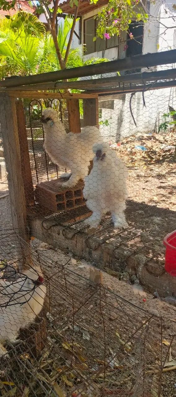 Galos de sedosa  - Foto 4