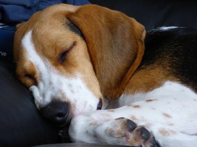 Beagle mini - Filhotes com Pedigree e Suporte ao Novo Tutor - Foto 2