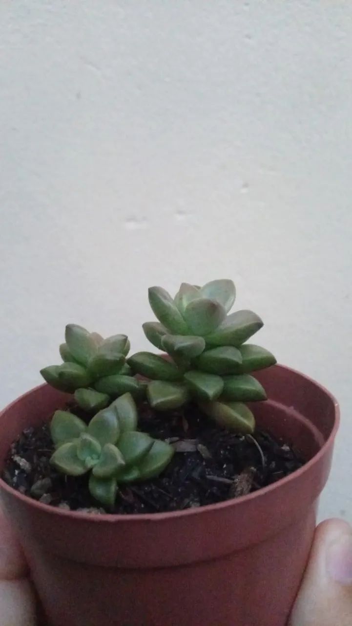 Suculentas  e cactos  - Foto 3