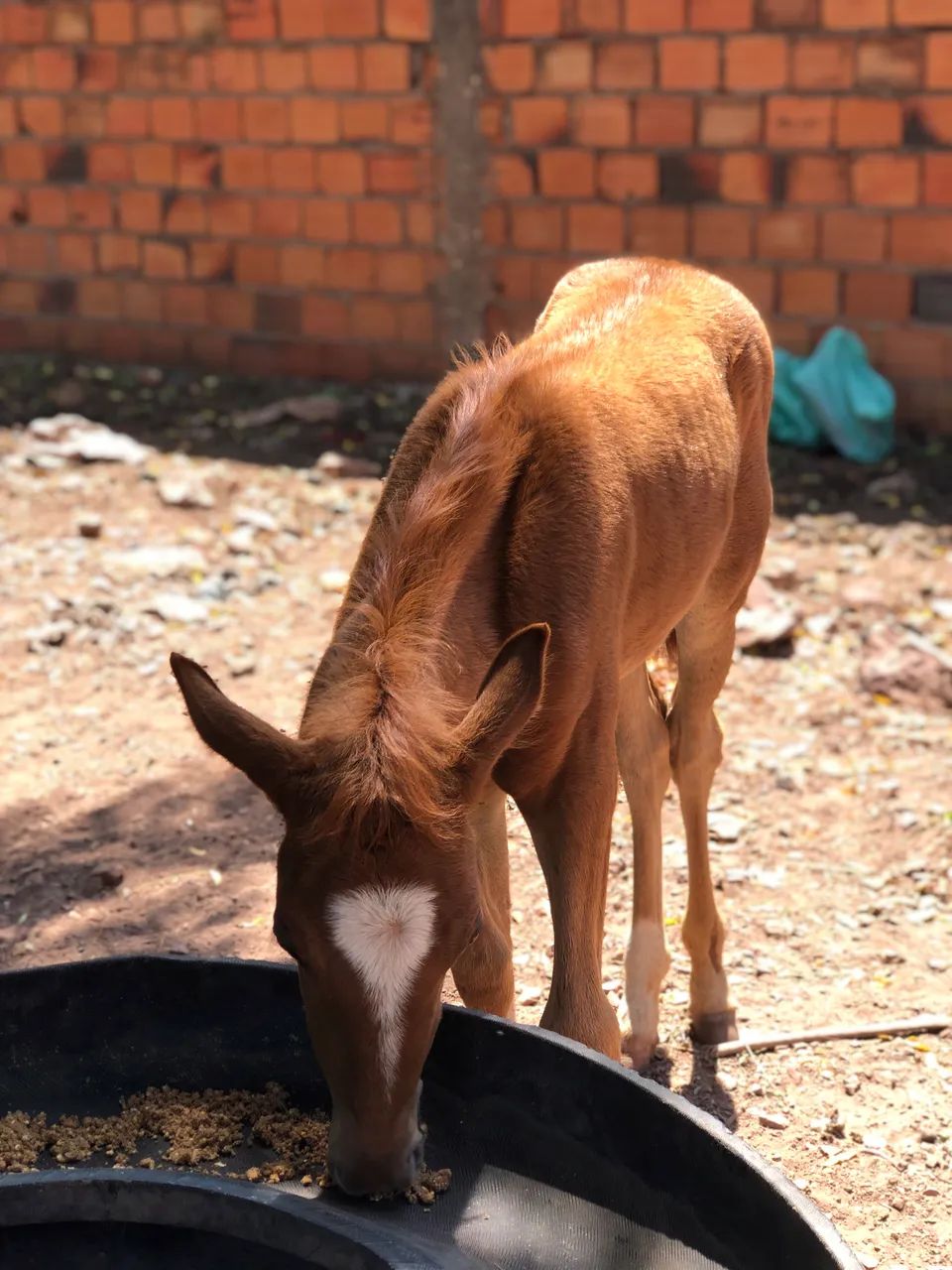 Vendo égua  - Foto 2
