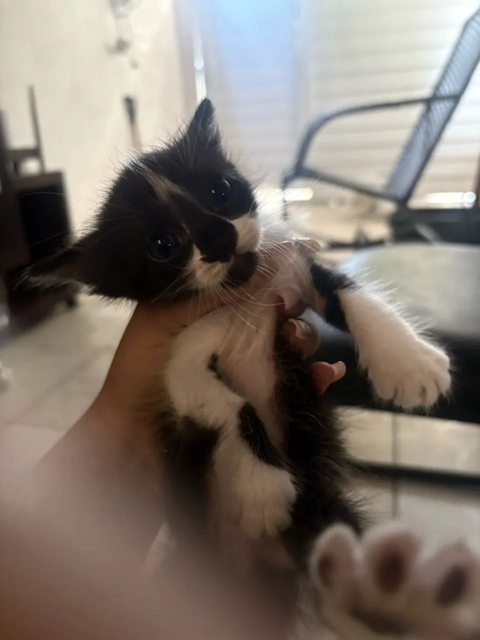 Gato