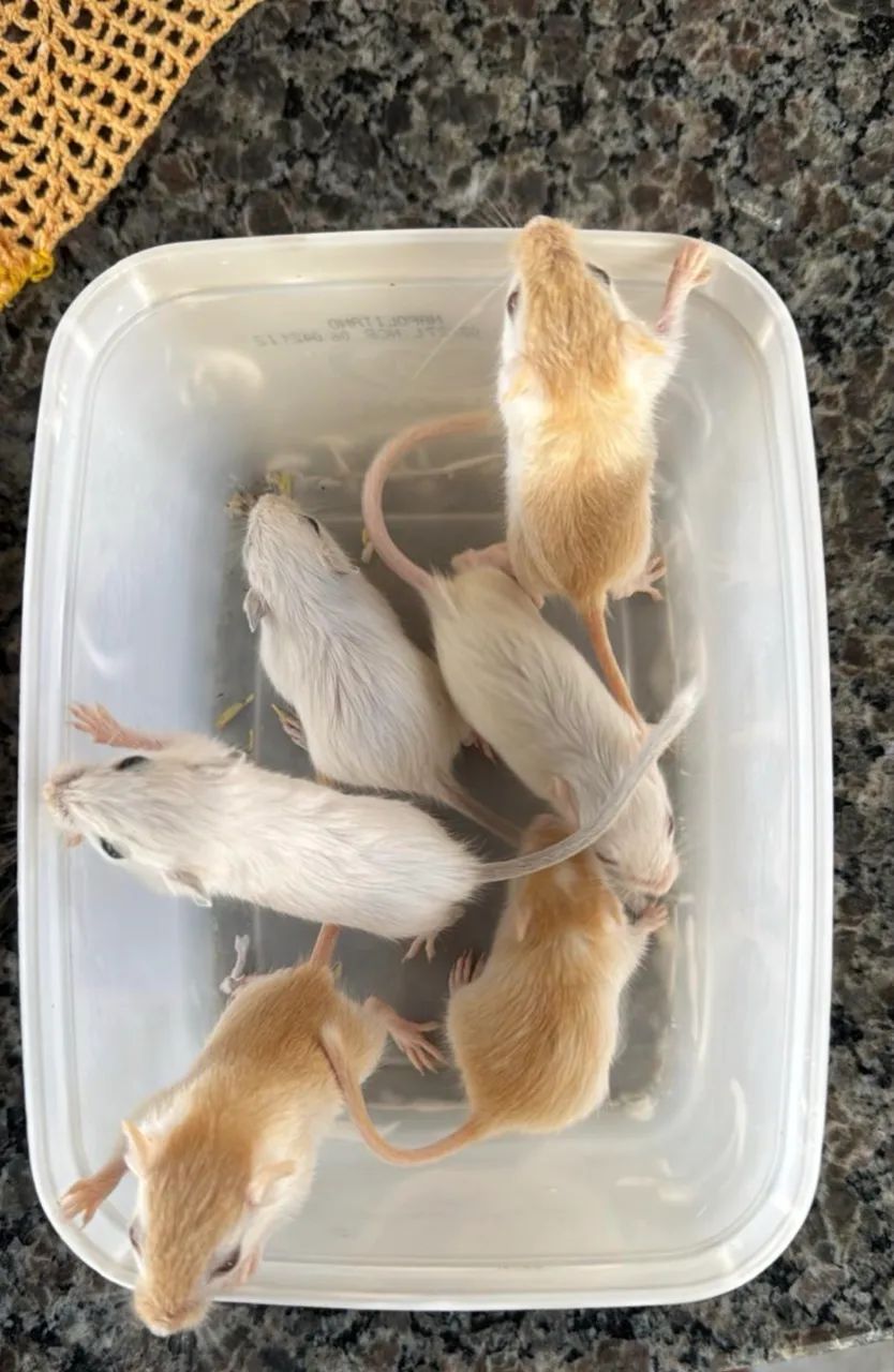 Esquilo da Mongólia  - Foto 4