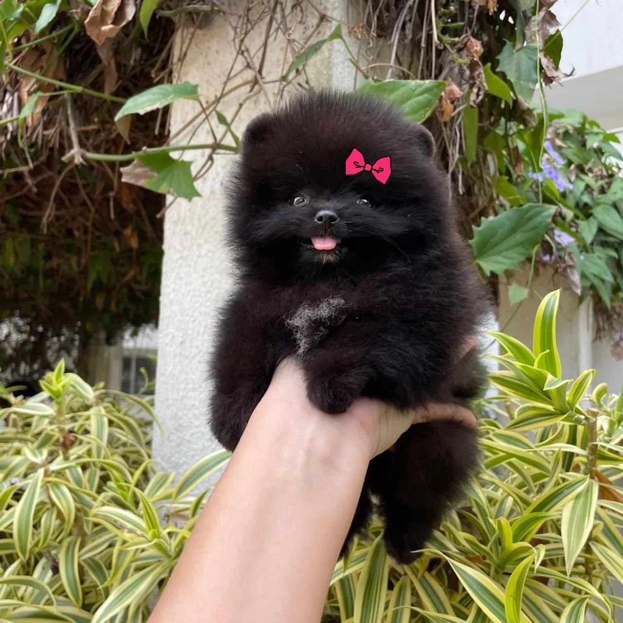 Ursinha Minúscula Black Pedigree CBKC  - Foto 5