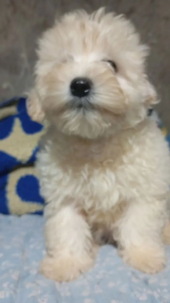 Poodle  3 meses  - Foto 4