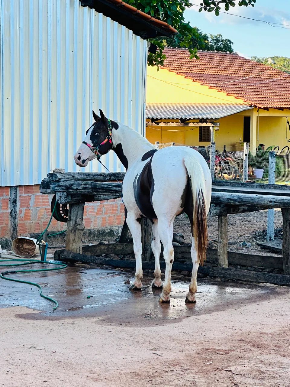 Cavalo Paint Horse - 6 anos - castrado - Foto 2