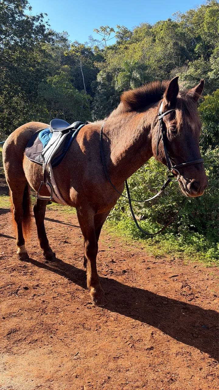 Cavalo criolo  - Foto 4