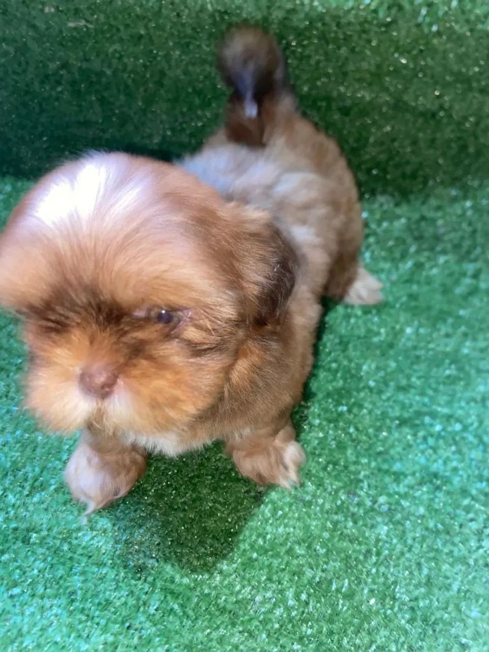 Shihtzu macho figado - Foto 3