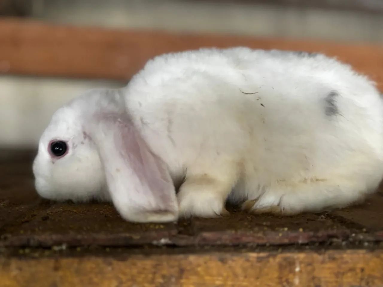 Coelhos loop uruguaio - Foto 4