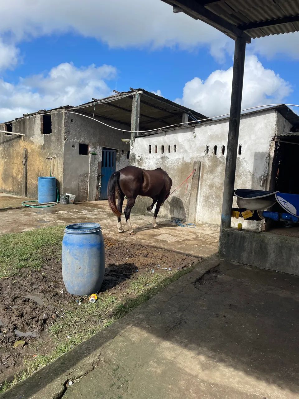 Cavalo preto - Foto 2