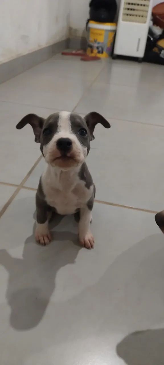 Pit Bull  - Foto 3