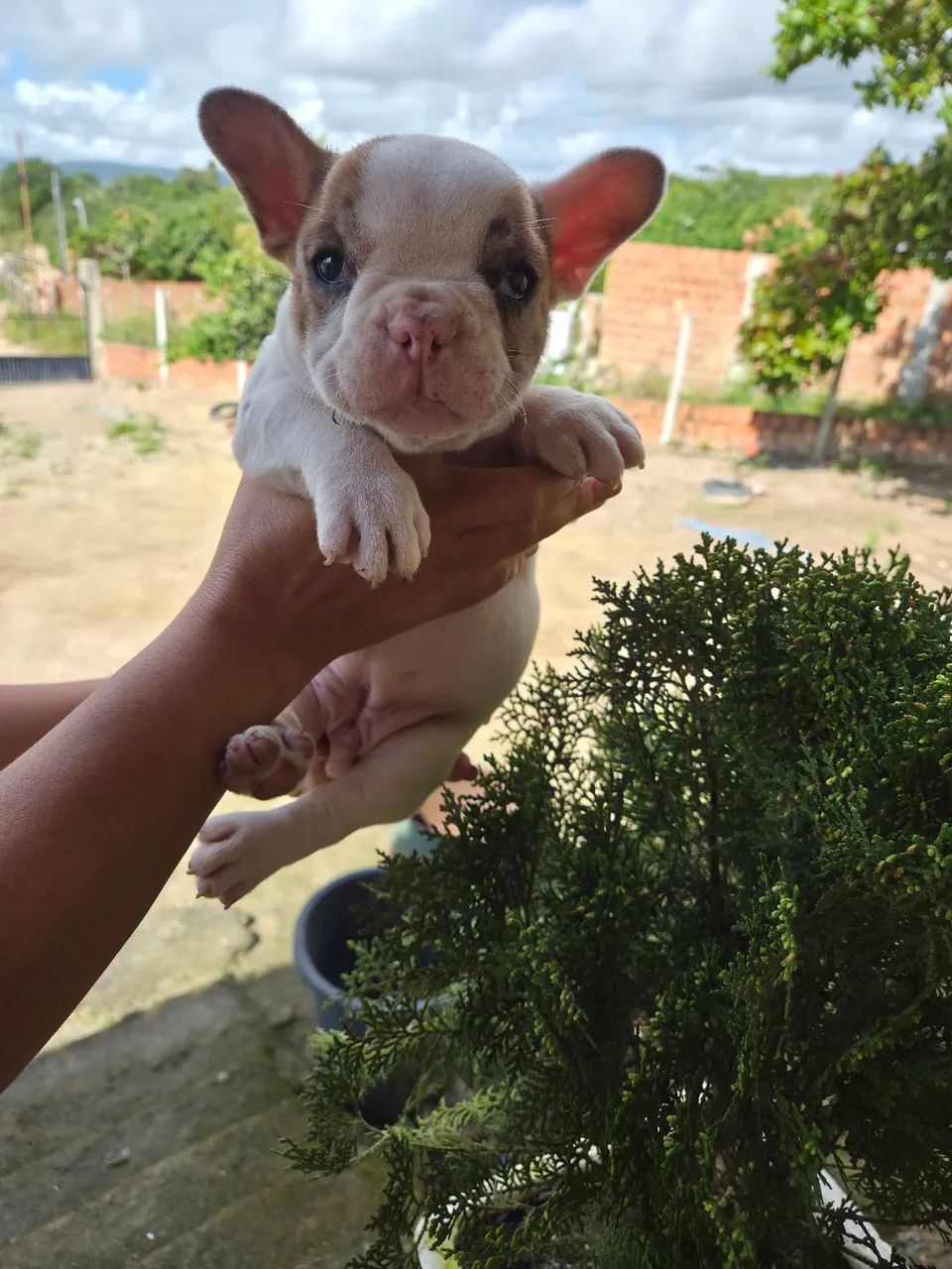 Machinho - Foto 3