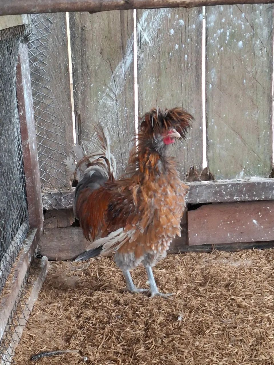 Galo polonês frisado   - Foto 2