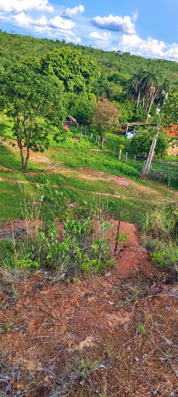 Fazenda 41 hectares  - Foto 4