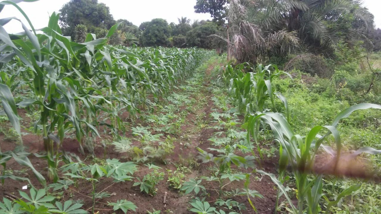 Chácara em município areia branca  - Foto 3