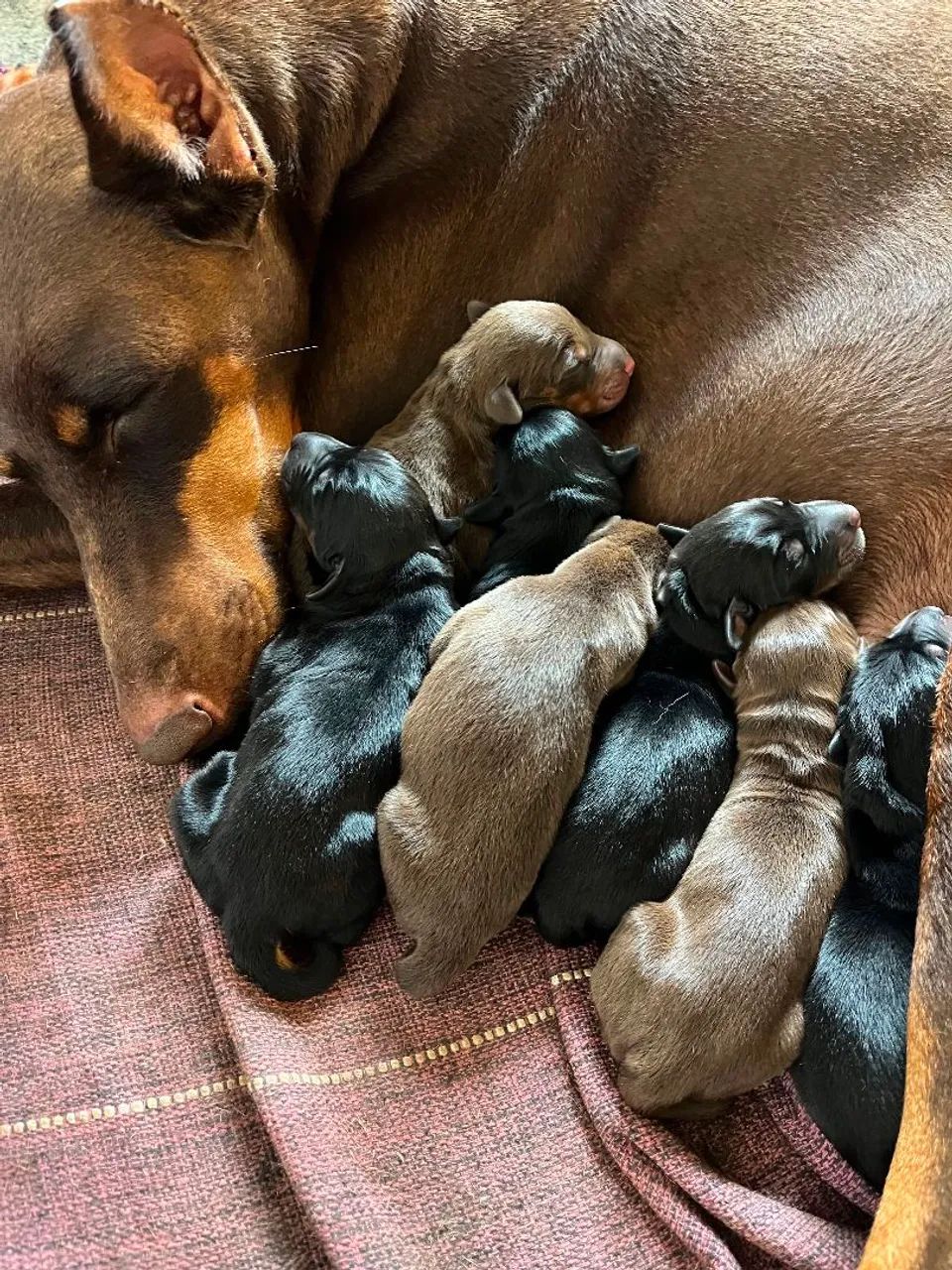 Doberman - Pedigree CBKC