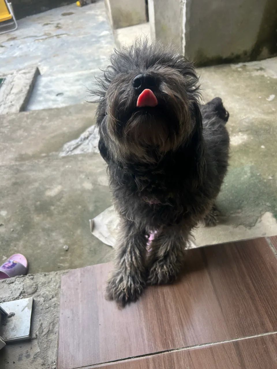 Doação Poodle  - Foto 3