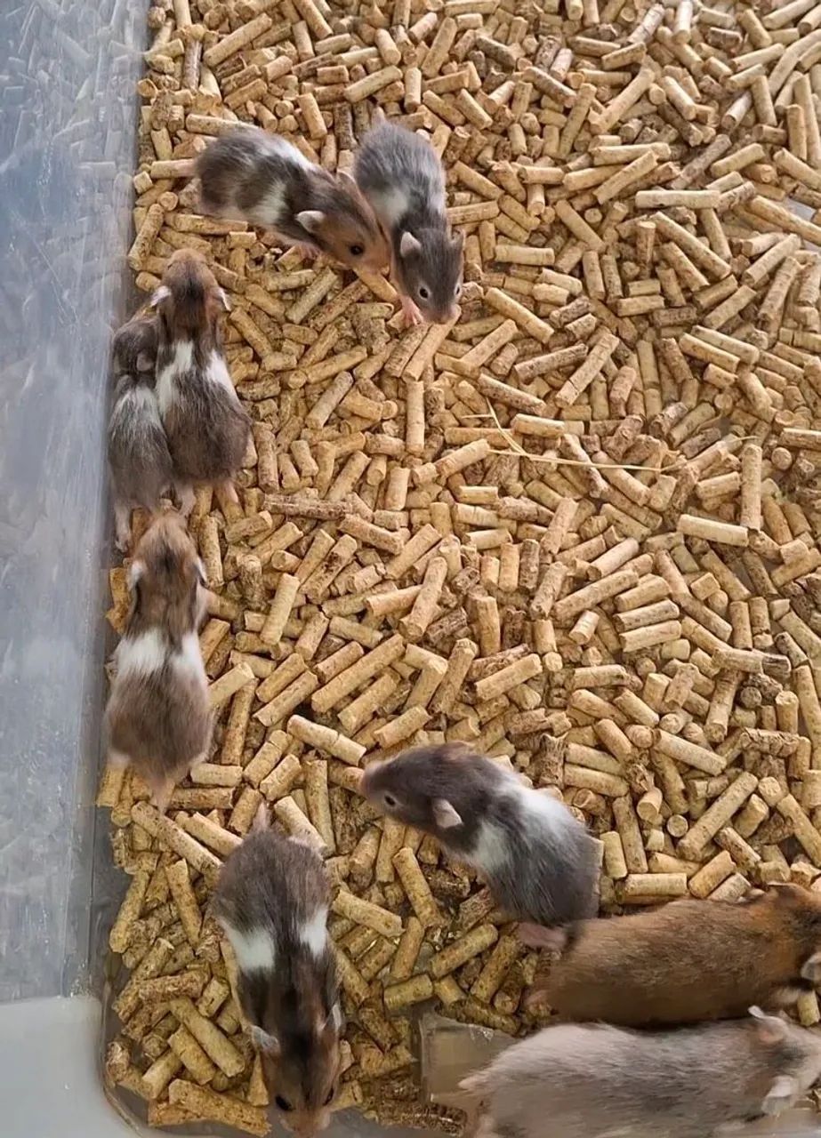 Hamsters Sírios (venda acima de 5 unidades) - Foto 2