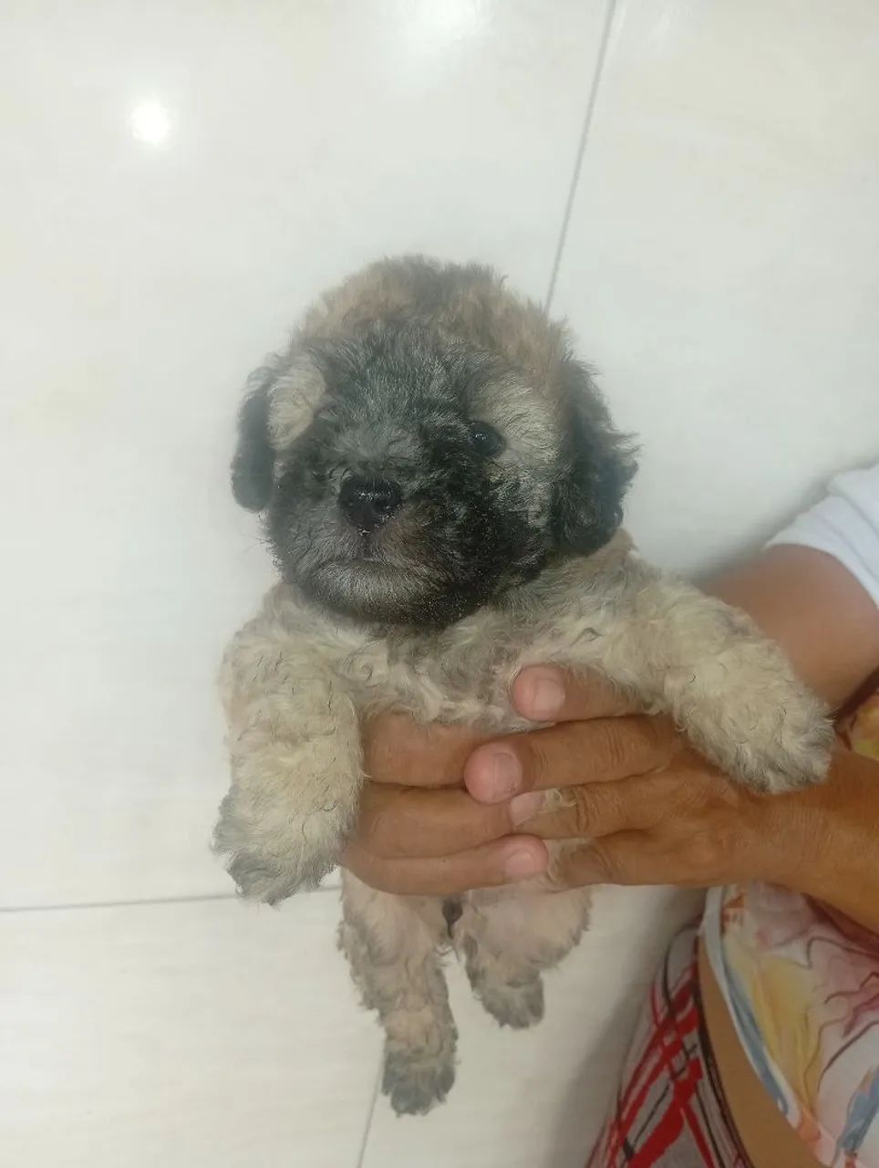 Poodle toy original 