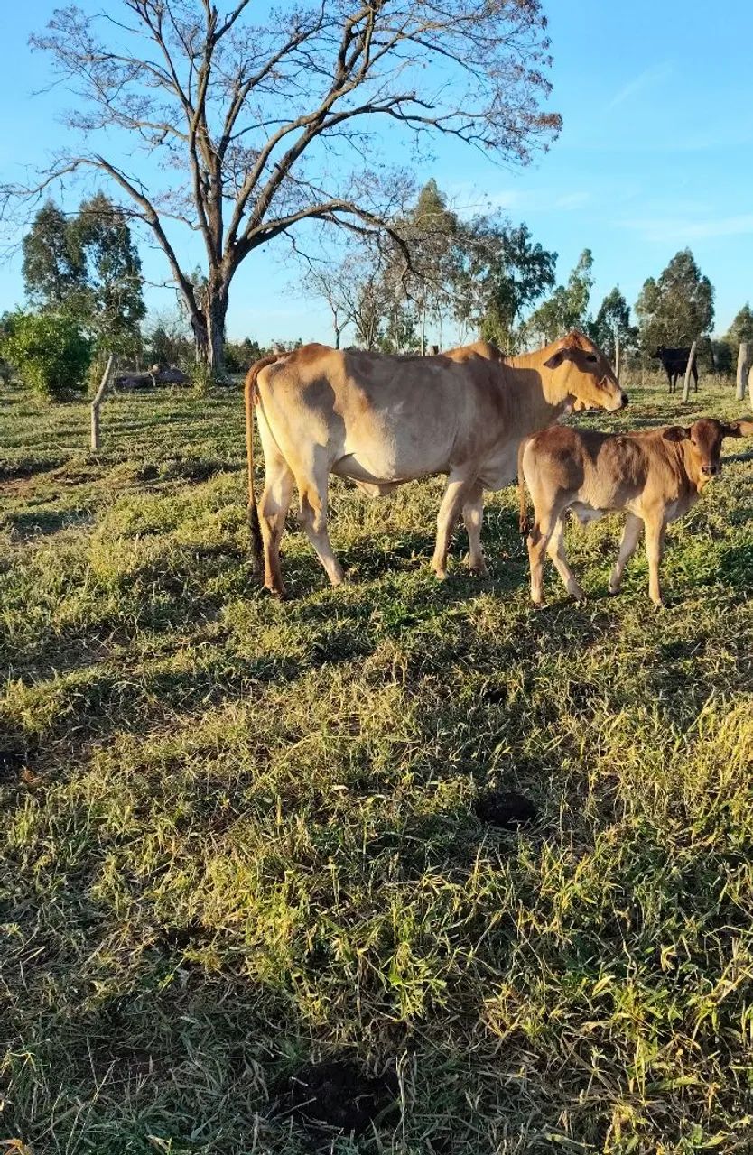 Vaca com bezerro - Foto 2