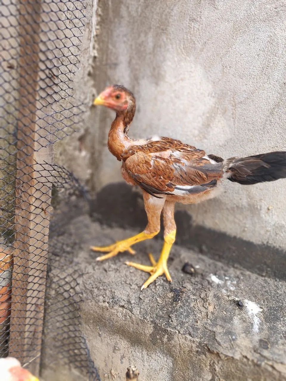 Índio gigante macho 2 meses  - Foto 4