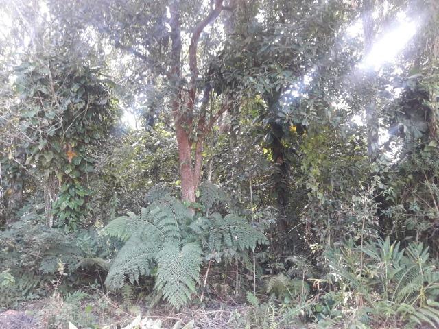 Terreno na Costeira em Balneário Barra do Sul-SC - Foto 3