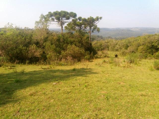 Área para chácara de lazer com 02 hectares - Foto 4