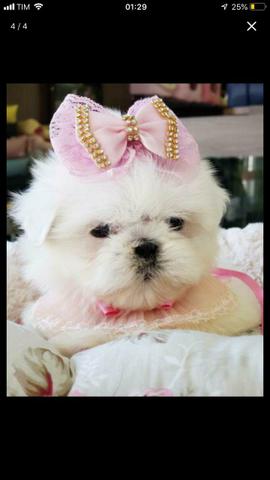 Shih-Tzu fêmea branca