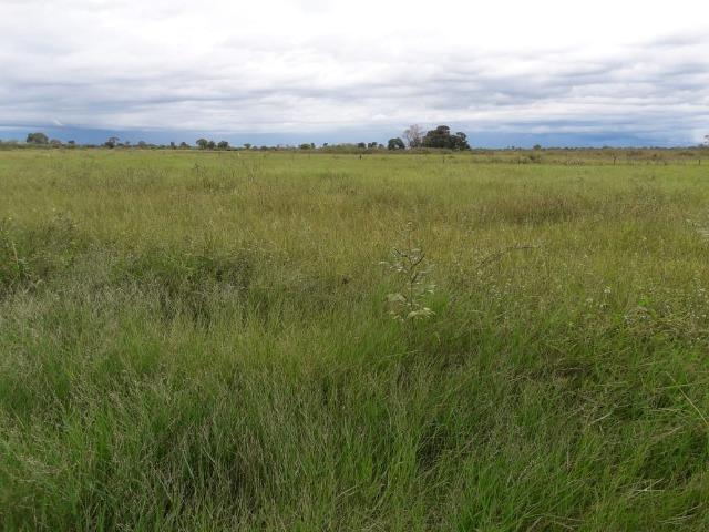 Fazenda na regiao de corumba, para arrendamento - Foto 12