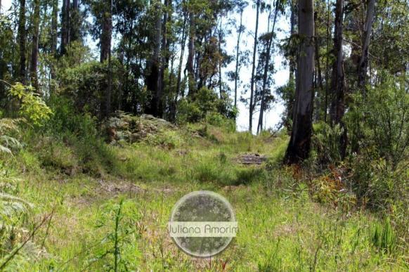 Seu sitio em Bom Retiro na Serra Catarinense - Foto 13