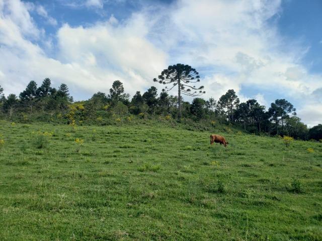 Belíssimo Sítio na Rota Turística de Urupema/Rio Rufino - Foto 4