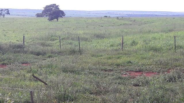 Fazenda de pecuária - Foto 15