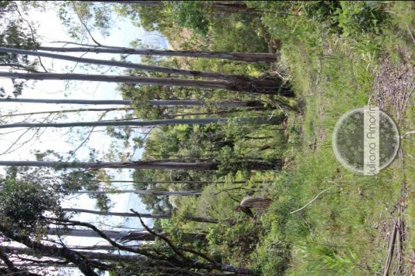 Seu sitio em Bom Retiro na Serra Catarinense - Foto 14